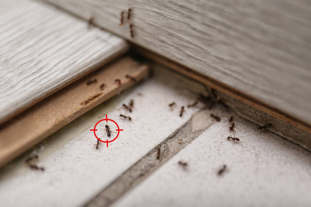 Flea Control Services in Gold River, CA