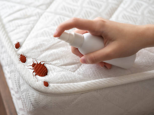 Wasp Removal Services in Gold River, CA