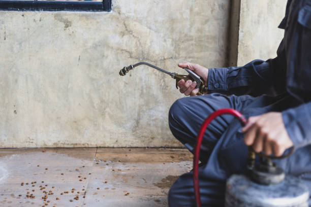 Best Flea Control Services  in Gold River, CA